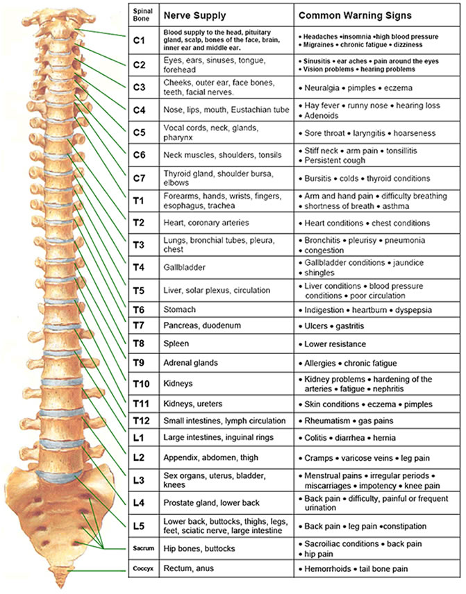 spinal chart
